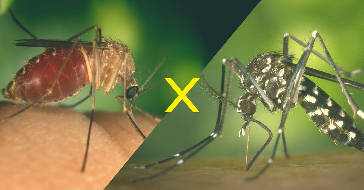 Como Identificar O Mosquito Da Dengue DengueTech